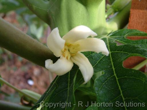 Paw Paw flower 